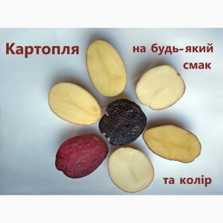 Продаж насіннєвої картоплі, сертифікована еліта від оригінатора