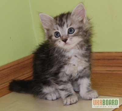Фото 3. Сибирские котята - настоящие Сибиряки