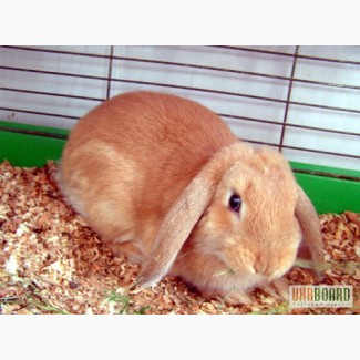 Вислоухий карликовый кролик (баран)