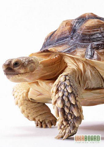 Фото 1/1. ПРОДАМ : Ручные среднеазиатские сухопутные черепахи