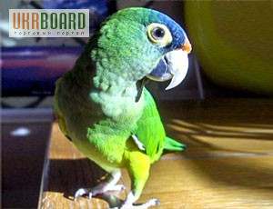 Крупные и средние попугаи- в продаже разные виды