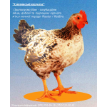 Інкубаційне яйце, підрощені курчата м'ясо-яєчної породи, кури.