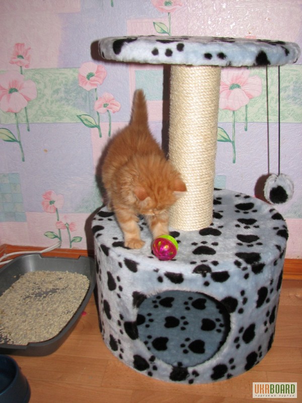 Фото 3. Продам Домик для кошки с когтеточкой