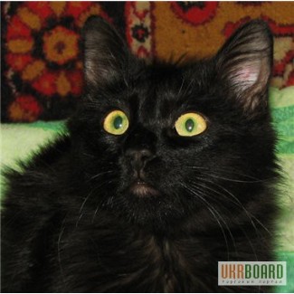 Черный огромный, ласковый ангорский котик Чарли ищет свой дом