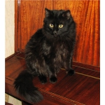 Черный огромный, ласковый ангорский котик Чарли ищет свой дом
