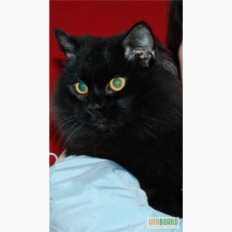 Отдам: Персидский черный кот, 1 год