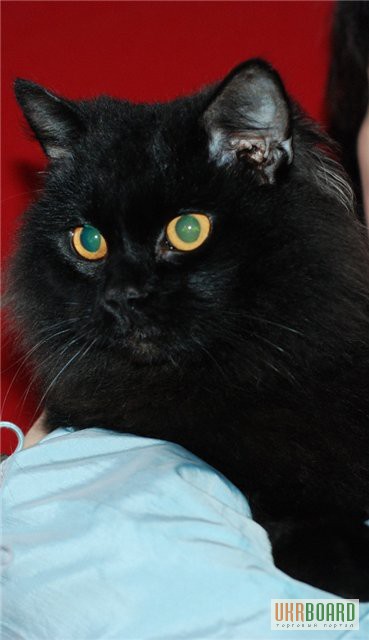 Фото 1/1. Отдам: Персидский черный кот, 1 год