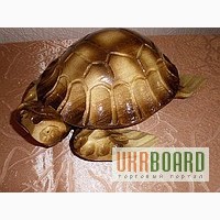 Сувенир –шкатулка «Черепаха»