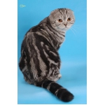 Шотландский вислоухий кот, черный мрамор на серебре