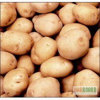 Семенной картофель продажа в Украине, семенной картофель купить в Украине