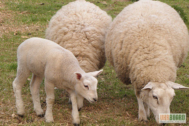 Продам овец, овец с ягнятами