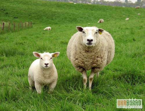 Фото 2. Продам овец, овец с ягнятами