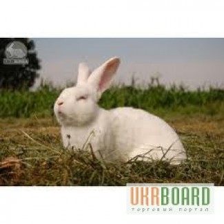 Приглашаем к сотрудничеству пpoизвoдителей кроликов