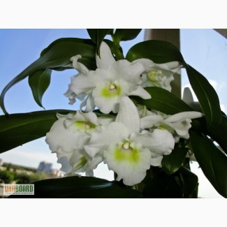 Продам недорого детки орхидеи дендробиум обиле