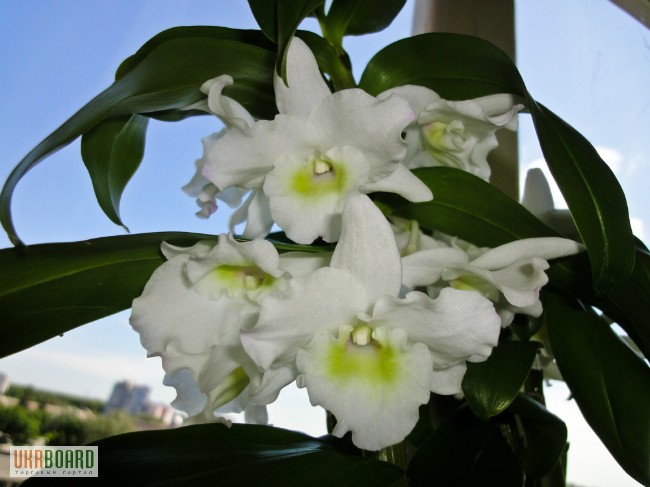 Фото 1/4. Продам недорого детки орхидеи дендробиум обиле