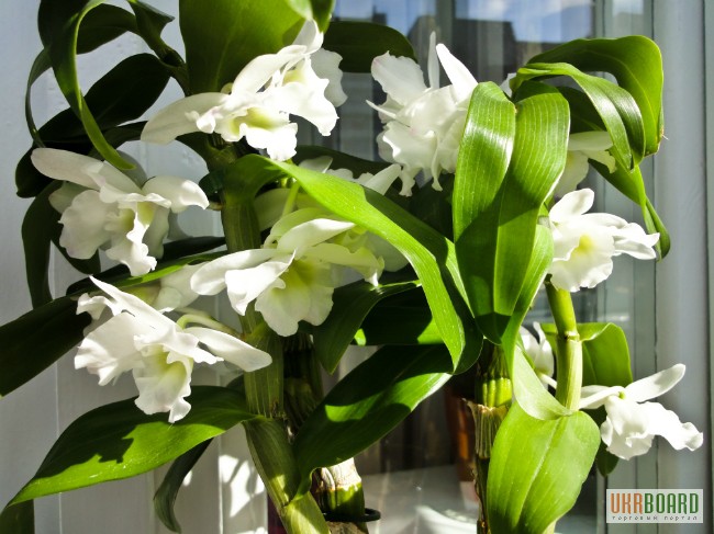 Фото 2/4. Продам недорого детки орхидеи дендробиум обиле