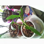 Продам недорого детки орхидеи дендробиум обиле