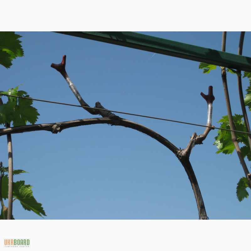Фото 3. Саженцы винограда в Одессе