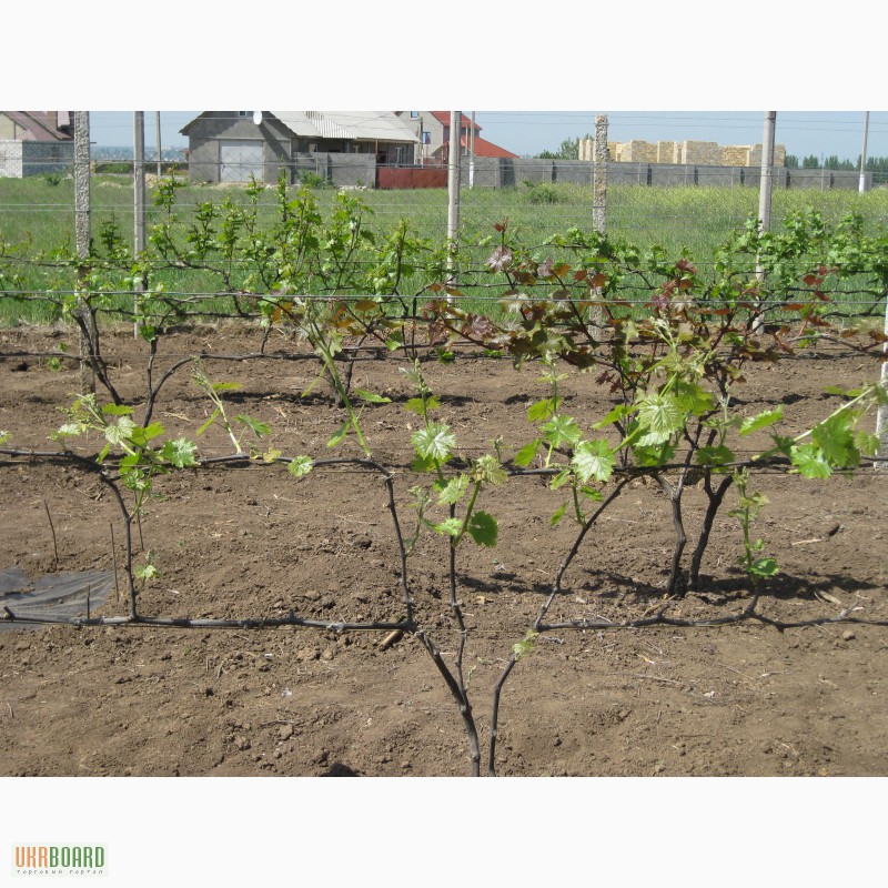 Фото 4. Саженцы винограда в Одессе