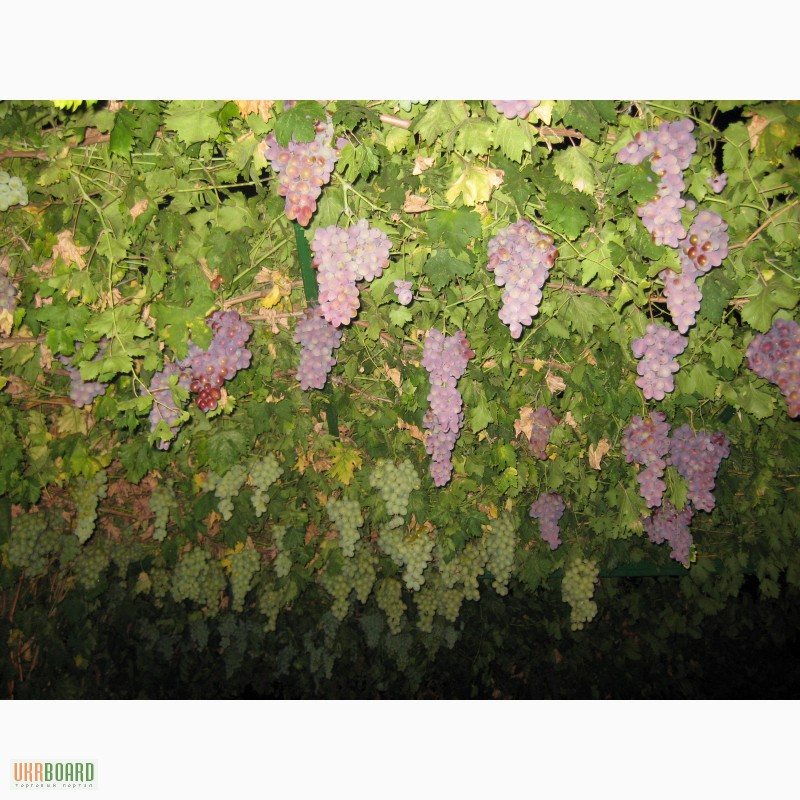 Фото 5. Саженцы винограда в Одессе