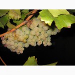 Саженцы винограда в Одессе