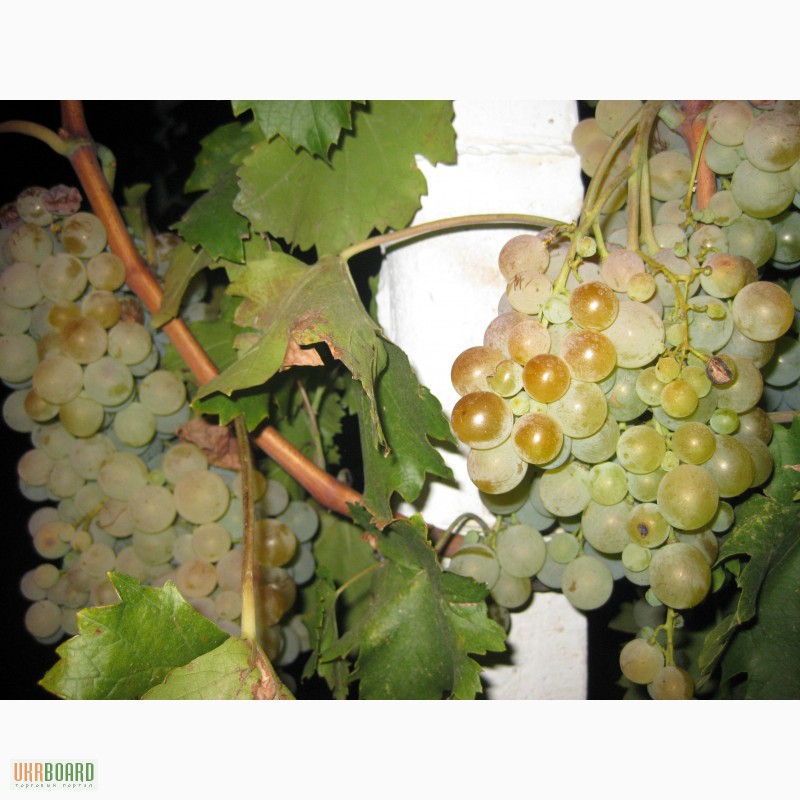 Фото 7. Саженцы винограда в Одессе