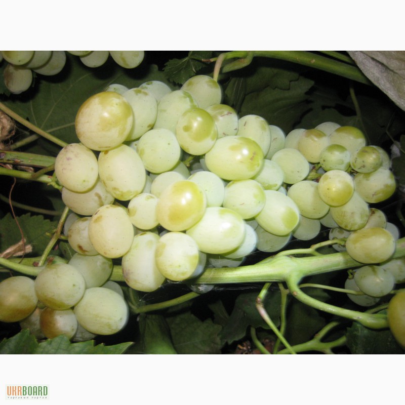 Фото 8. Саженцы винограда в Одессе