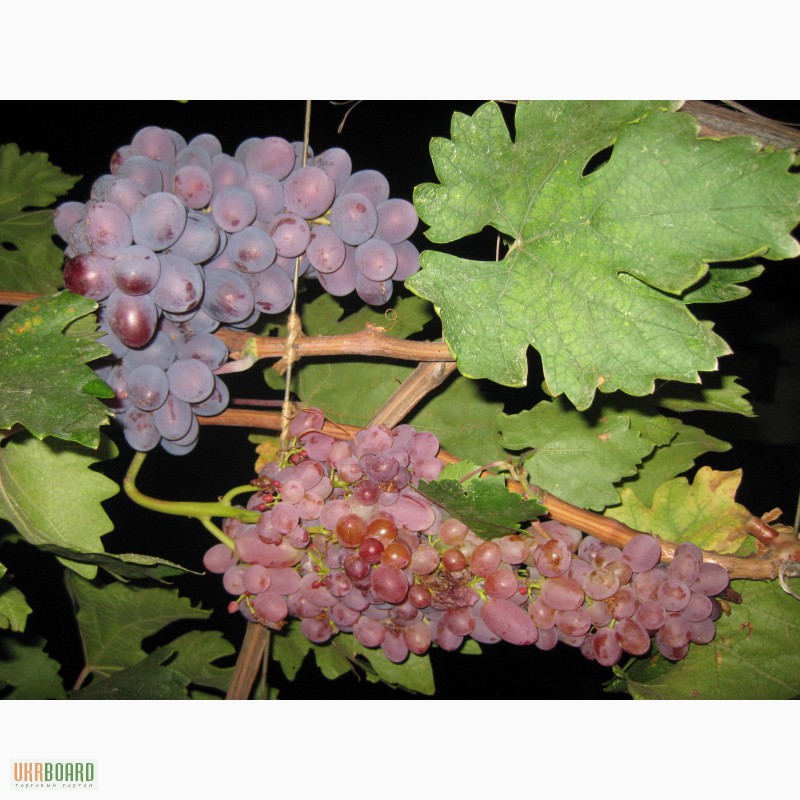 Фото 9. Саженцы винограда в Одессе