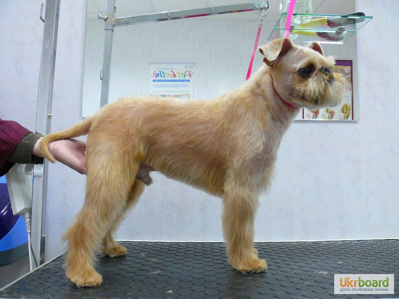 Фото 3. Бесплатная стрижка собак Киев, груминг и тримминг собак в Киеве