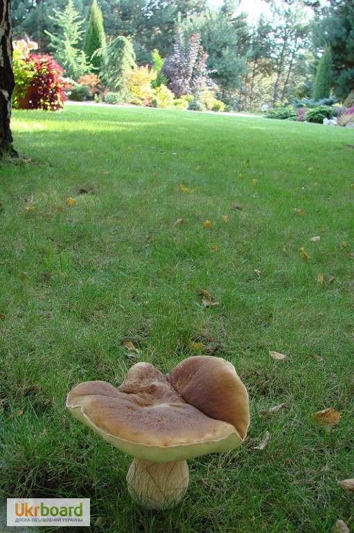 Фото 10. Живая грибница белого гриба - настоящий зерновой свежий мицелий белых грибов