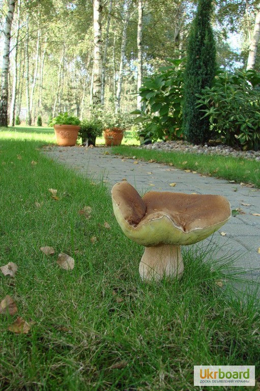 Фото 2. Живая грибница белого гриба - настоящий зерновой свежий мицелий белых грибов