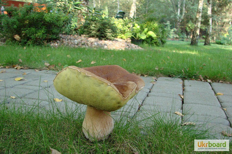 Фото 3. Живая грибница белого гриба - настоящий зерновой свежий мицелий белых грибов