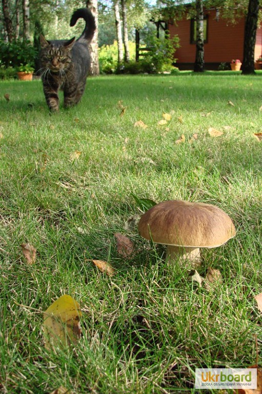Фото 4. Живая грибница белого гриба - настоящий зерновой свежий мицелий белых грибов