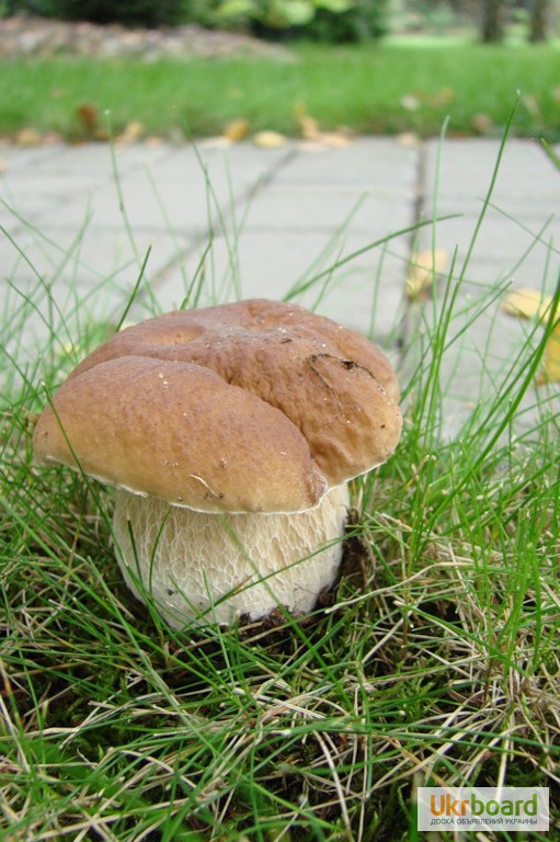 Фото 7. Живая грибница белого гриба - настоящий зерновой свежий мицелий белых грибов