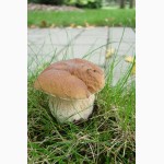 Живая грибница белого гриба - настоящий зерновой свежий мицелий белых грибов