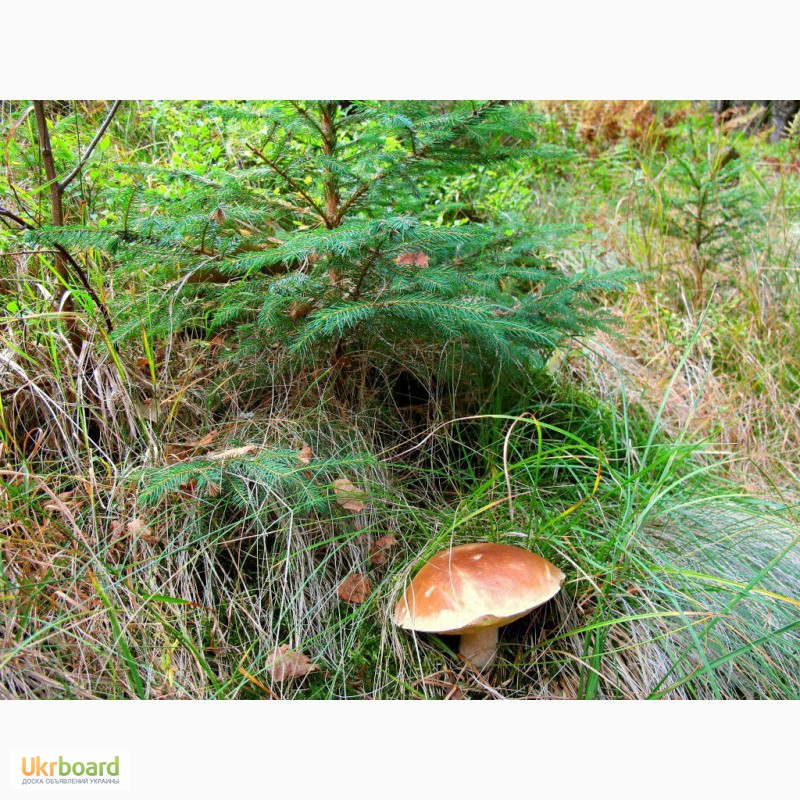 Фото 8. Живая грибница белого гриба - настоящий зерновой свежий мицелий белых грибов