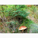 Живая грибница белого гриба - настоящий зерновой свежий мицелий белых грибов