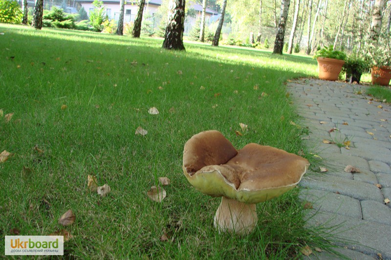 Фото 9. Живая грибница белого гриба - настоящий зерновой свежий мицелий белых грибов