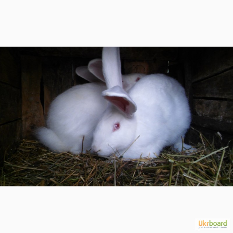 Фото 3. Продам кролів Білий та Сірий велетень