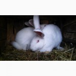 Продам кролів Білий та Сірий велетень