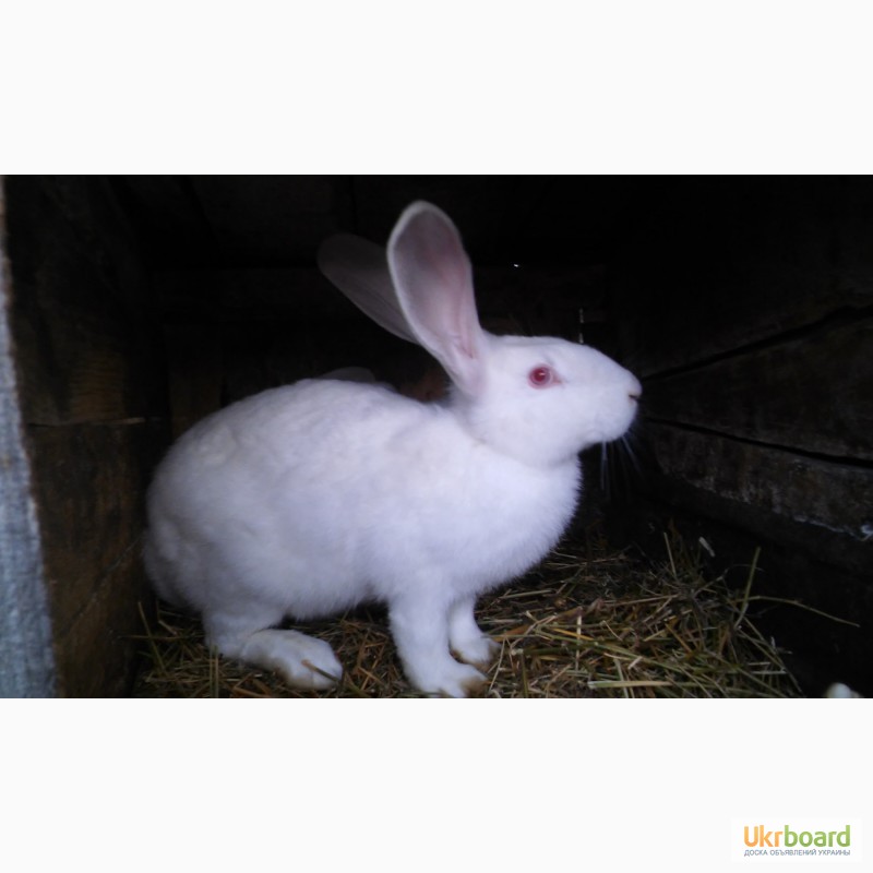 Фото 4. Продам кролів Білий та Сірий велетень