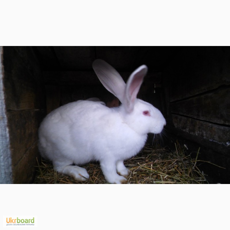 Фото 5. Продам кролів Білий та Сірий велетень