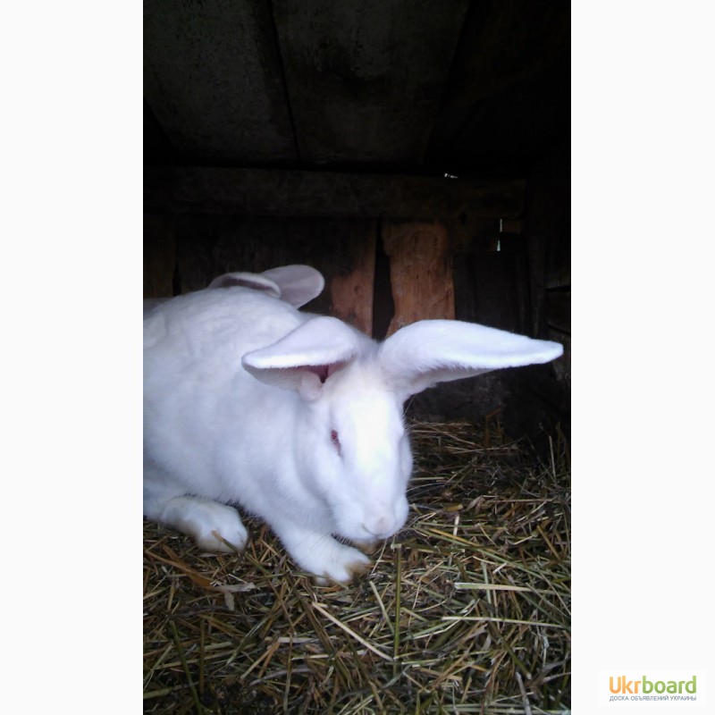Фото 7. Продам кролів Білий та Сірий велетень