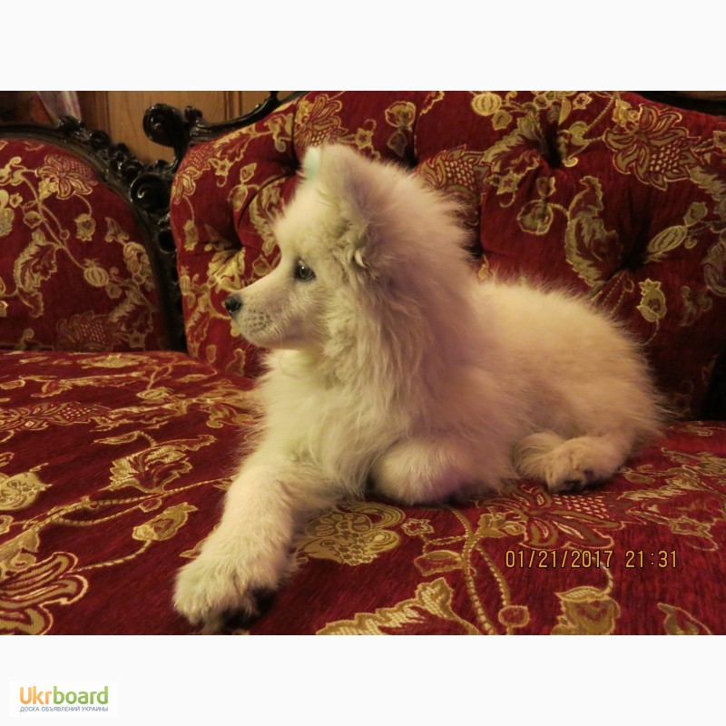Фото 3. Продается алиментный щенок самоеда КСУ (самоедская собака)