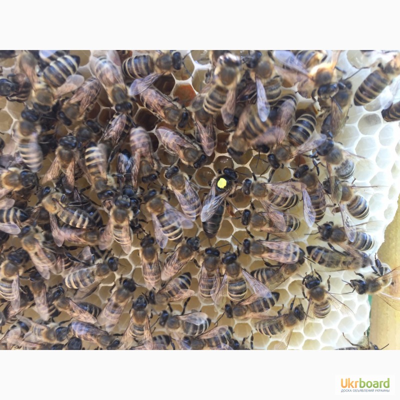Фото 2. Бджоломатка КАРПАТКА Плідні матки 2023 (Пчеломатка, Бджолині матки)