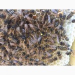 Бджоломатка КАРПАТКА Плідні матки 2023 (Пчеломатка, Бджолині матки)