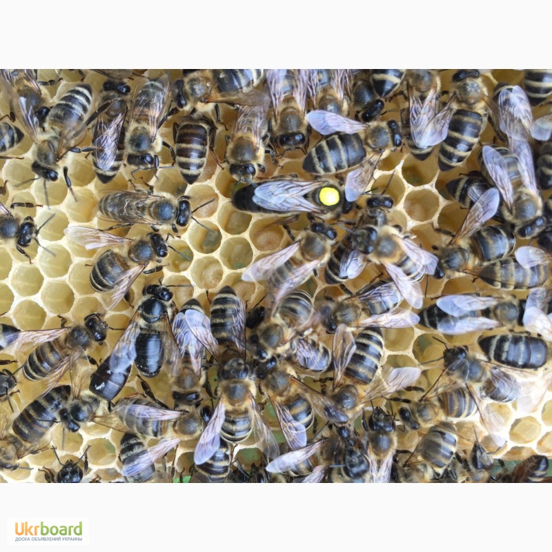 Фото 3. Бджоломатка КАРПАТКА Плідні матки 2023 (Пчеломатка, Бджолині матки)