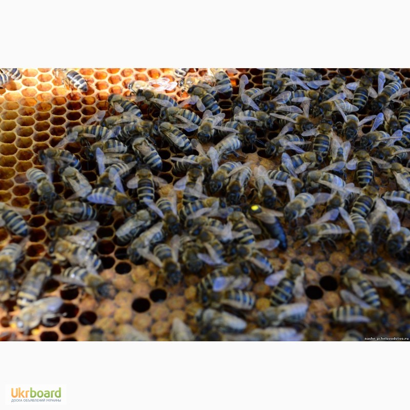 Фото 8. Бджоломатка КАРПАТКА Плідні матки 2023 (Пчеломатка, Бджолині матки)