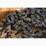 Бджоломатка КАРПАТКА Плідні матки 2023 (Пчеломатка, Бджолині матки)