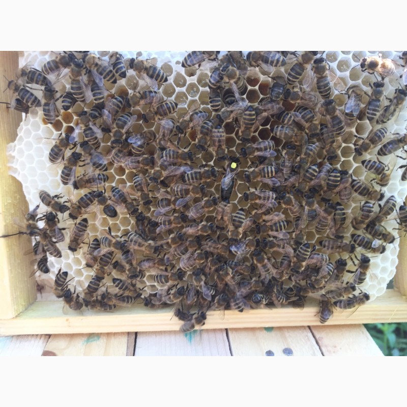 Фото 5. Бджоломатка КАРПАТКА Плідні матки 2023 (Пчеломатка, Бджолині матки)